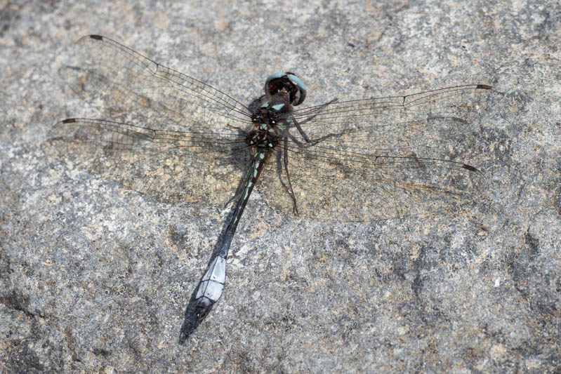 Macrothemis pseudimitans (White-tailed Sylph)-3.jpg